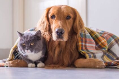 Dermatite em cães e gatos: um Problema comum nas clínicas veterinárias