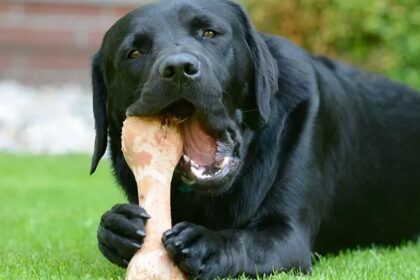 Cachorro pode comer ossos? conheça os riscos e cuidados necessários