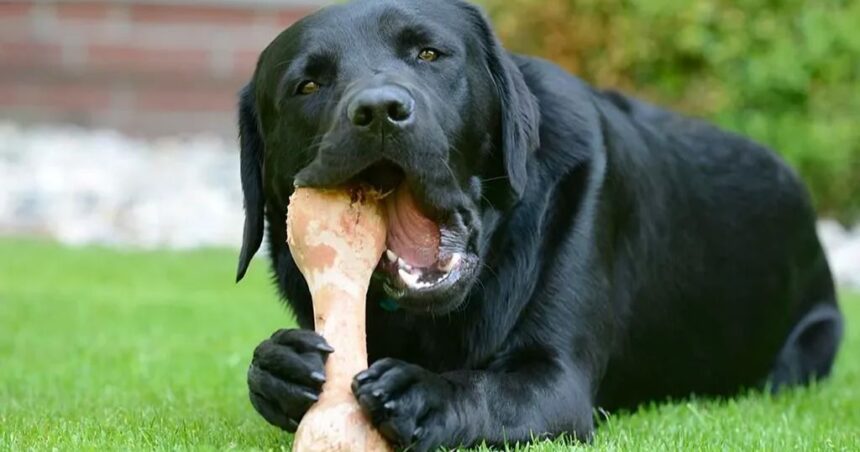 Cachorro pode comer ossos? conheça os riscos e cuidados necessários