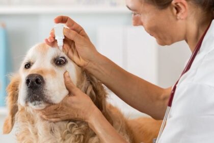 Cirurgia oftálmica veterinária: restaurando a visão e o bem-estar dos pets