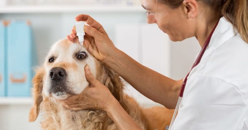 Cirurgia oftálmica veterinária: restaurando a visão e o bem-estar dos pets