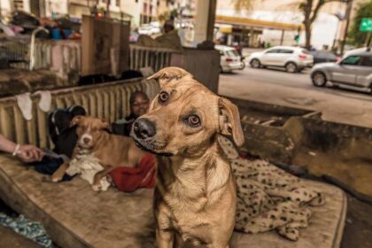 Sustentabilidade e solidariedade: estudantes promovem ação para castração de animais de rua com reciclagem de tampas