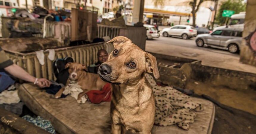 Sustentabilidade e solidariedade: estudantes promovem ação para castração de animais de rua com reciclagem de tampas