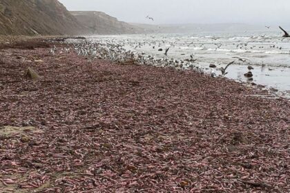 Fenômeno curioso: praia na Argentina registra aparecimento de peixes-pênis após tempestade