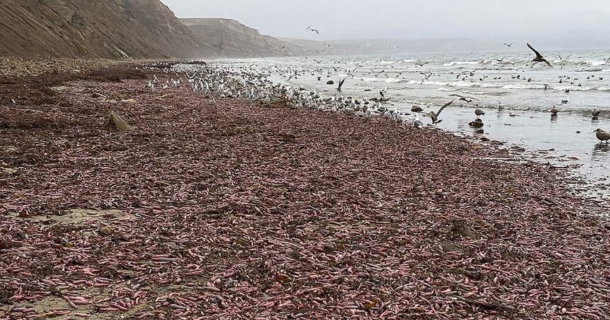 Fenômeno curioso: praia na Argentina registra aparecimento de peixes-pênis após tempestade