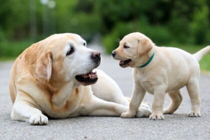 Cuidados com cachorros: dicas essenciais para todas as fases da vida