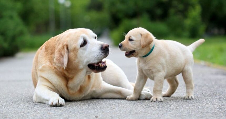 Cuidados com cachorros: dicas essenciais para todas as fases da vida