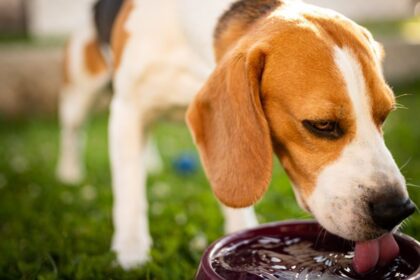 Hidratação de pets: cuidados essenciais para o inverno