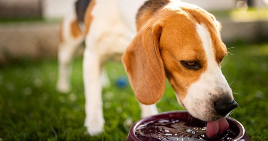 Hidratação de pets: cuidados essenciais para o inverno