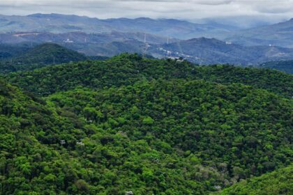 Conservação na Mata Atlântica: desmatamento em queda de 42% até maio