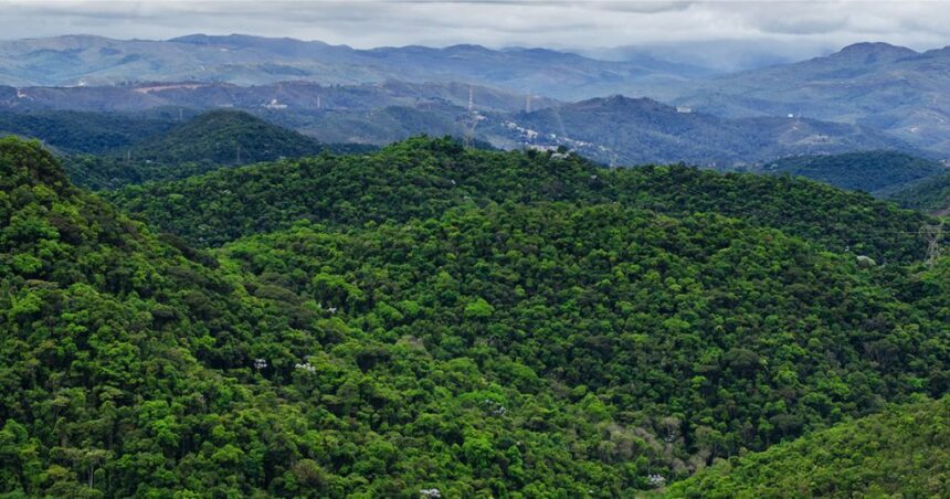 Conservação na Mata Atlântica: desmatamento em queda de 42% até maio