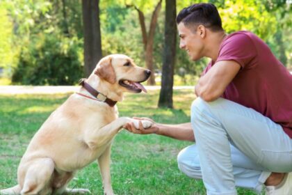 Cuidados essenciais com pets em eventos públicos para o bem-estar animal