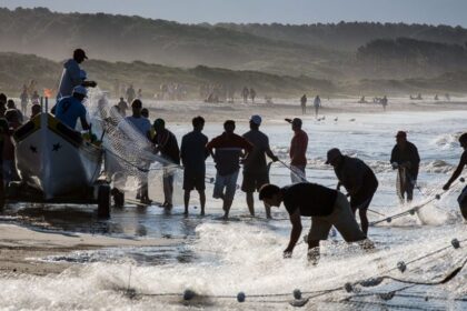 Temporada da tainha em Florianópolis registra êxito notável