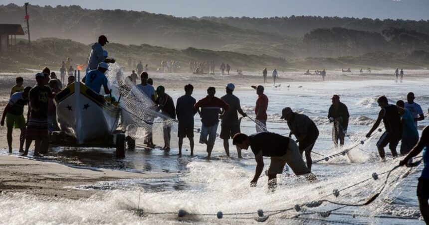 Temporada da tainha em Florianópolis registra êxito notável