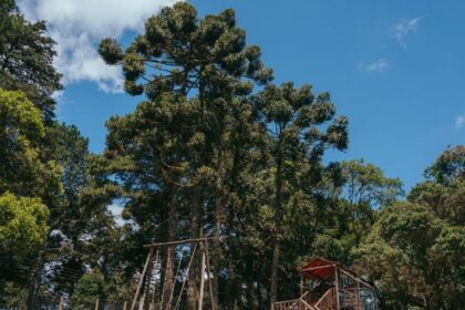 Conheça as atrações de Monte Verde (MG) que vão garantir férias inesquecíveis para as crianças