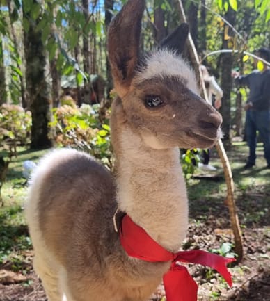 As lhamas do Parque Oschin são o charme da atração e costumam fazer sucesso entre as crianças