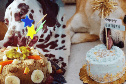Ana Hickmann faz bolo de aniversário para seus cachorros