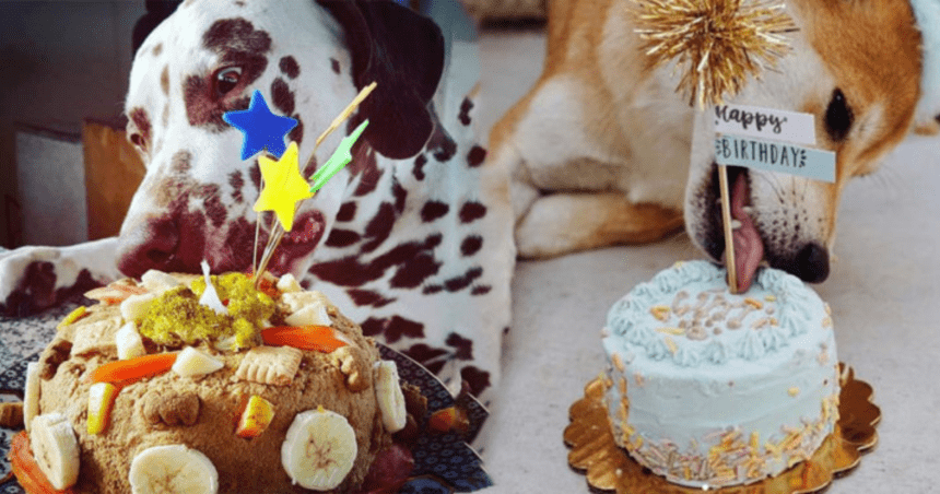 Ana Hickmann faz bolo de aniversário para seus cachorros
