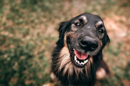 A criação dessa delegacia pioneira é um passo positivo na evolução da legislação e do tratamento dado aos animais em nossa sociedade.