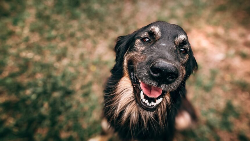 A criação dessa delegacia pioneira é um passo positivo na evolução da legislação e do tratamento dado aos animais em nossa sociedade.