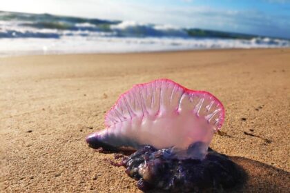 Águas-vivas começam a aparecer no mar de Florianópolis