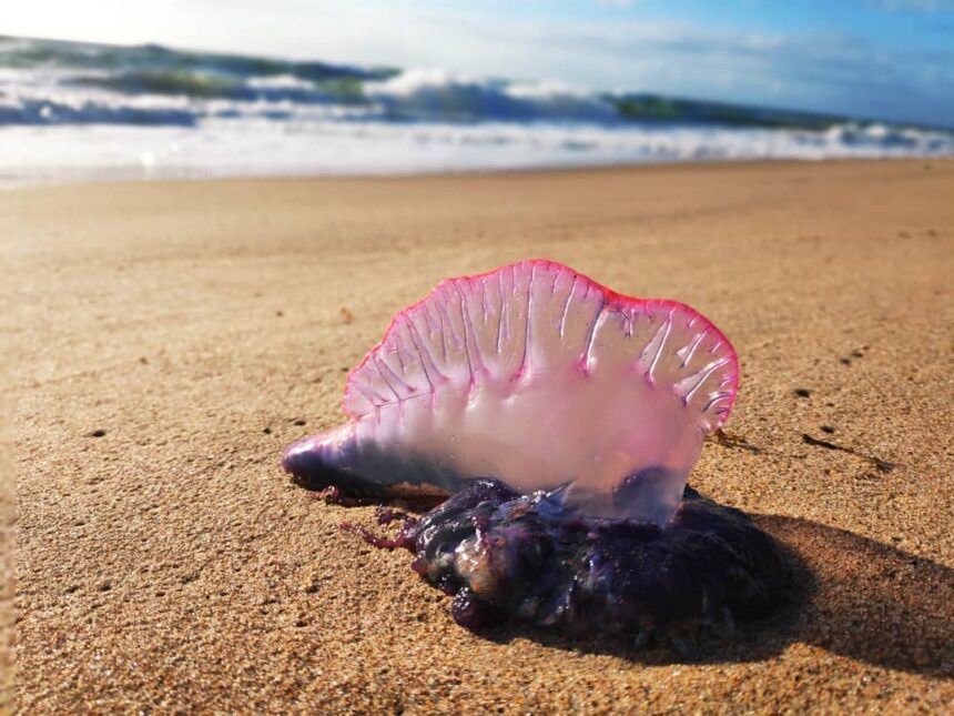 Águas-vivas começam a aparecer no mar de Florianópolis