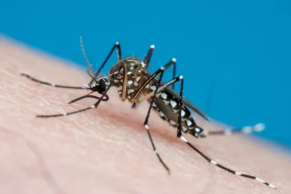 Epidemia de dengue em Brasília