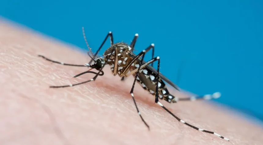 Epidemia de dengue em Brasília