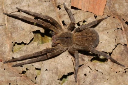 Mãe descobre aranha-armadeira dentro da caixa de brinquedos do filho