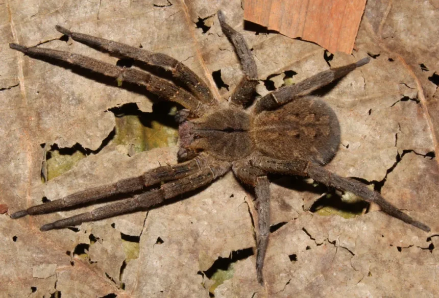 Mãe descobre aranha-armadeira dentro da caixa de brinquedos do filho